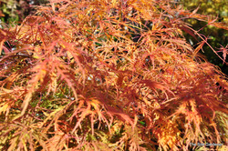 Acer palmatum dissectum 'Viridis' — photo 4